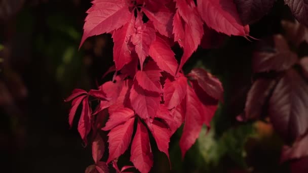 赤い葉を持つガーリッシュブドウ。パーテノクシスは5枚葉 — ストック動画