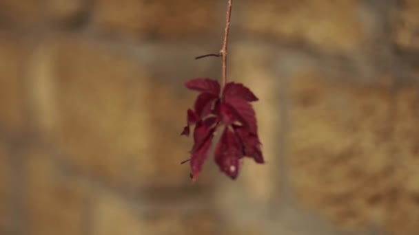 A lonely branch sways in the wind. Girlish grapes with red leaves. Partenocissus five-leafed — Stock Video