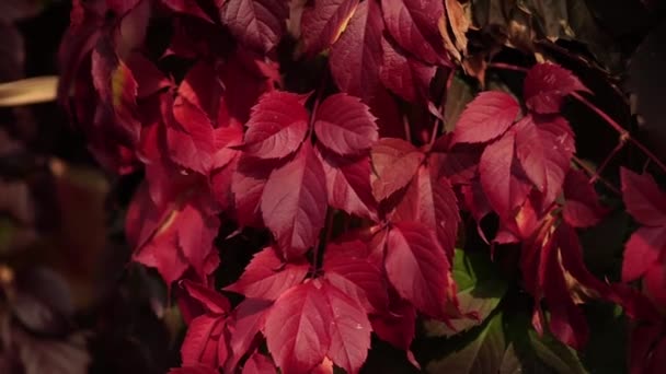 Uvas femininas com folhas vermelhas. Partenocissus de cinco folhas — Vídeo de Stock
