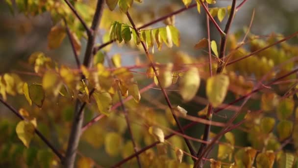 Помаранчеве листя на деревах. Осінній ліс . — стокове відео