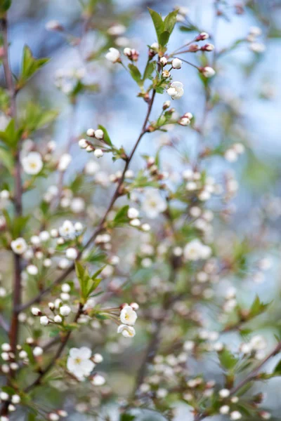 Tło wiosna niewyraźne. Jabłko kwiaty natura niewyraźne tło. — Zdjęcie stockowe