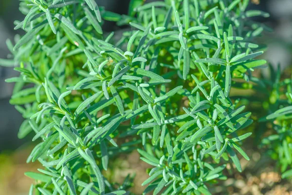 Green Useful Herbs Rosemary Magnificent Evergreen Plant — Stock Photo, Image