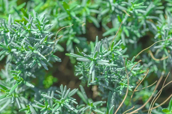 Rosemary Magnificent Evergreen Plantgreen Useful Herbs — Stock Photo, Image