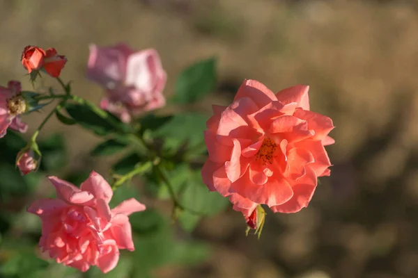 Rose Rosa Flor Sobre Fondo Borroso Rosa Salvaje Rosa Mosqueta — Foto de Stock