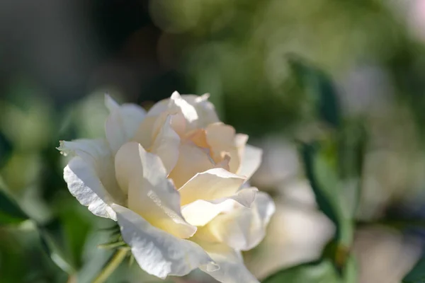 Rose Rosa Flor Sobre Fondo Borroso Rosa Salvaje Rosa Mosqueta — Foto de Stock