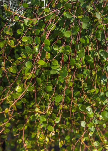 Creeping Perennial Plants Cuttings Plant Buckwheat Family Green Useful Herbs — Stock Photo, Image