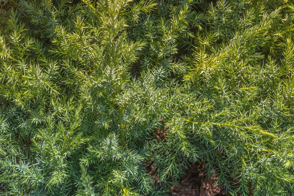 Gartenpflanze Sieht Aus Wie Eine Fichte Grüne Nutzkräuter Parks Draußen — Stockfoto
