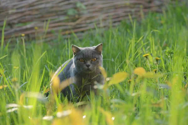 Katten i det gröna gräset — Stockfoto