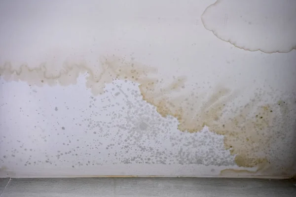 Brown stain of indoor mould and fungus on the ceiling.  Effects of flooding on the wall.