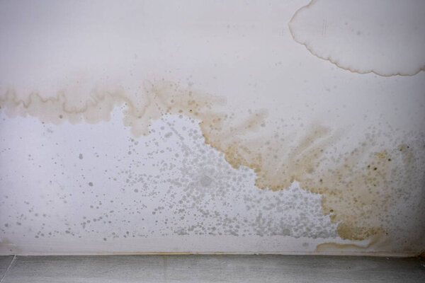 Brown stain of indoor mould and fungus on the ceiling.  Effects of flooding on the wall.  