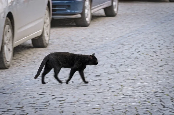 Side view of a homeless black cat crossing the street amond the cars. Defocused photo with blur in motion.