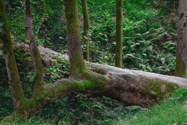 Botanik Bahçesi, Batumi, Georgia 'daki bir vadide bir köprü gibi yıkılmış bir ağaç gövdesi.