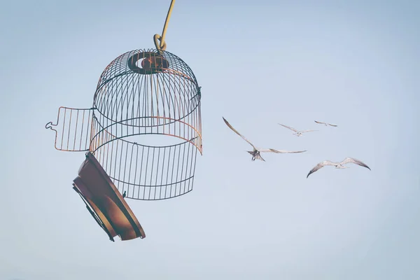 Oiseaux Volant Hors Cage Vers Ciel Bleu Concept Levée Des — Photo