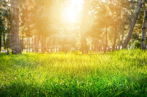 Unscharfe Foto Park Wald Grüner Rasen Von Der Sonne Beleuchtet lizenzfreie Stockfotos