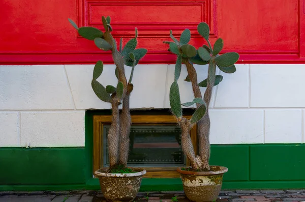Barevná Stěna Červené Bílé Zelené Vodorovné Pruhy Zeď Kaktusovým Květem — Stock fotografie
