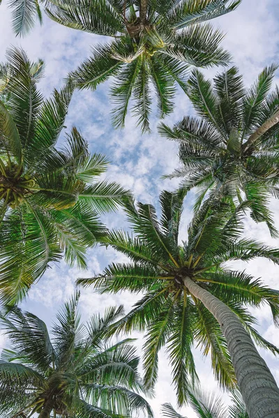 Pod Palmovým Listím Bylo Vidět Mraky Obloze Palmové Listy Pohled — Stock fotografie