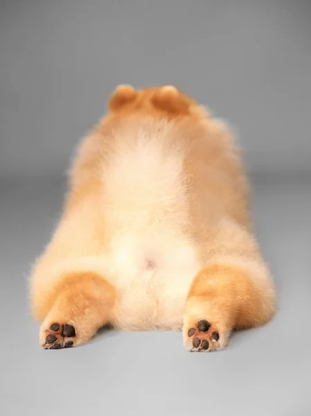 Studio Portrait Small Cute Furry Purebred Spitz Dog Back Lying — Stock Photo, Image