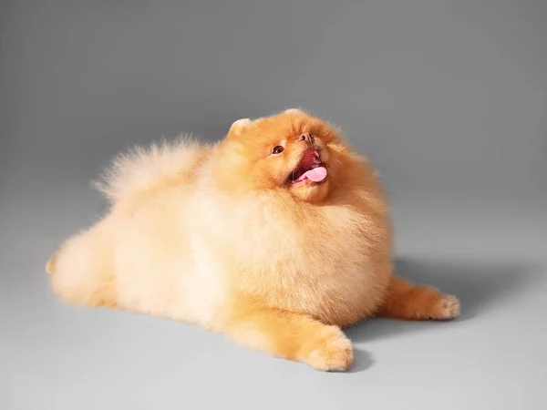 Estúdio Frontal Retrato Pequeno Bonito Feliz Peludo Spitz Cão Raça — Fotografia de Stock