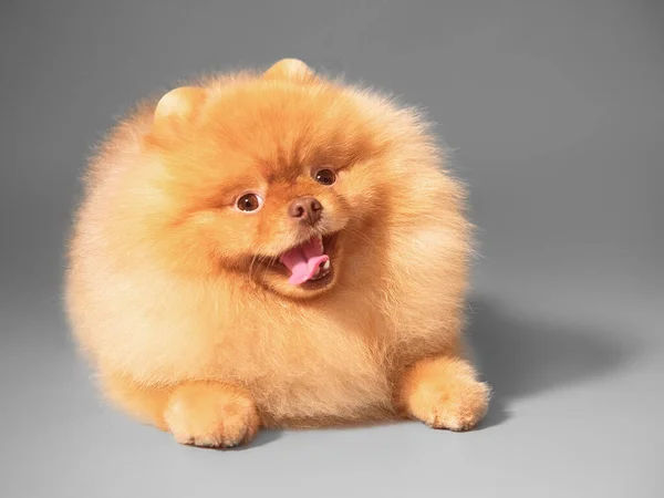 Estúdio Frontal Retrato Pequeno Bonito Feliz Sorrindo Peludo Purebred Spitz — Fotografia de Stock