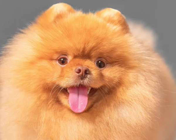 Estudio de cerca retrato de la cara de un pequeño lindo perro peludo peludo spitz feliz mirando a la cámara sobre un fondo gris —  Fotos de Stock