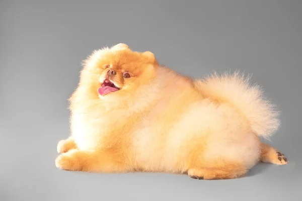 Studio side view portrait of a small cute happy smiling furry purebred spitz dog lying on a gray background — Stock Photo, Image