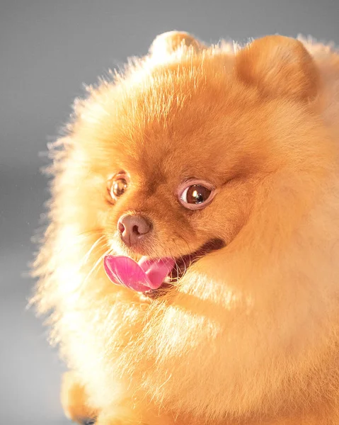 Estudio de cerca retrato de la cara de un pequeño lindo perro peludo peludo peludo spitz lindo mirando a la cámara sobre un fondo gris. Bozal para mascotas de primer plano —  Fotos de Stock