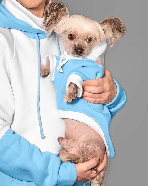 Retrato de primer plano del lindo perro cresta chino sentado en los brazos del propietario. Ambos llevan la misma ropa. —  Fotos de Stock