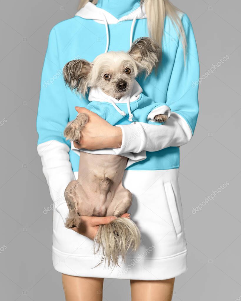 Closeup front portrait of cute Chinese Crested dog on owner arms. Girl and dog wear the same blue colour clothes.