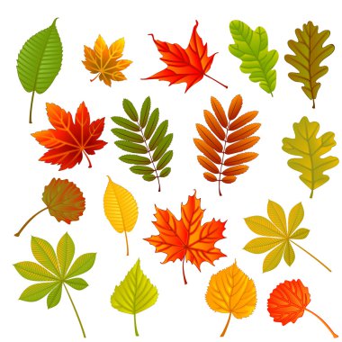 collection leaves clipart