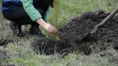 Çam fidan gençler dikim