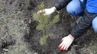 Toprakta yeni pines, dikim