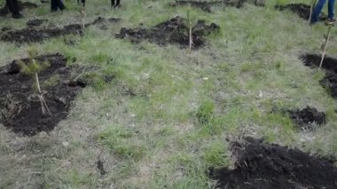 Toprakta yeni pines, dikim