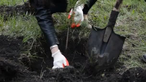 Plantio de mudas de pinho — Vídeo de Stock