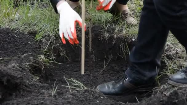 Aanplant van dennen zaailingen — Stockvideo