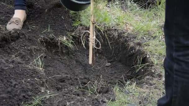 Посадка Саджанці сосен — стокове відео