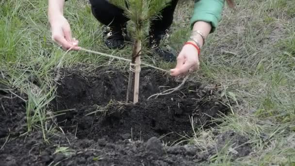 种植松树实生苗 — 图库视频影像