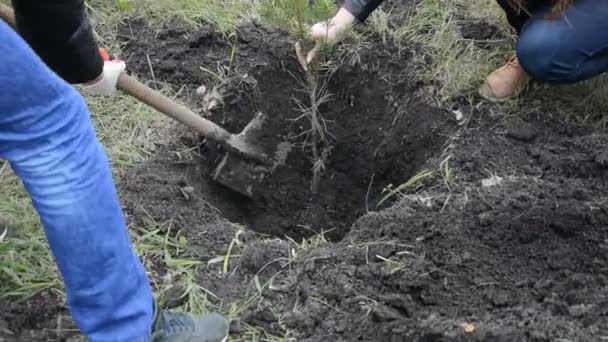 Plantação de mudas de pinheiro jovens — Vídeo de Stock