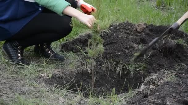Молодая девушка сажает сосну в землю — стоковое видео