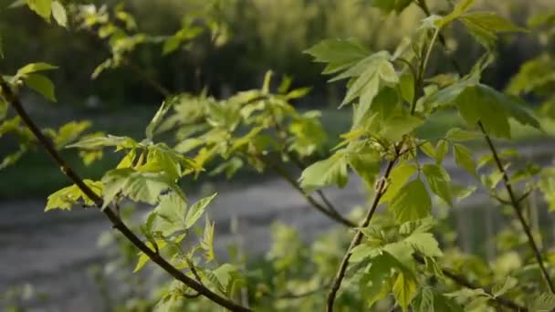 Gröna blad av unga bush i vinden i morgon — Stockvideo