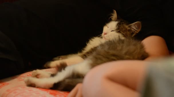 Gatinho deitado na cama — Vídeo de Stock