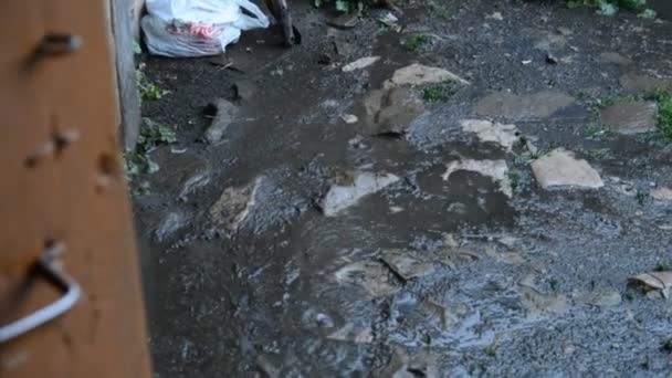 Pluie estivale dans la cour  