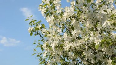 Elma çiçeği bahar