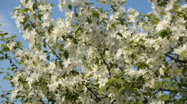 Elma çiçeği bahar