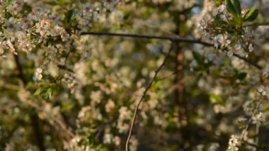 İlkbaharda kiraz çiçekleri