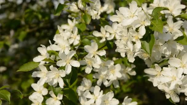 Primer plano de la manzana en flor — Vídeos de Stock