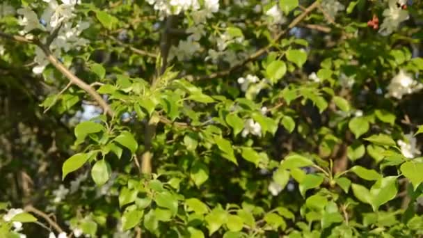 Las flores de manzana en primavera — Vídeo de stock