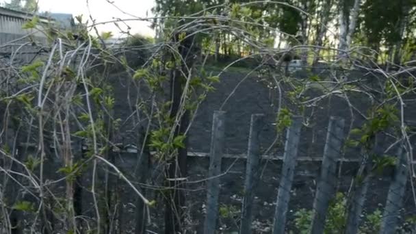 Куст с длинными ветками на старом заборе — стоковое видео