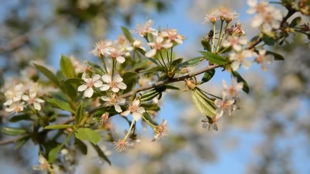 Närbild av körsbär blommar — Stockvideo