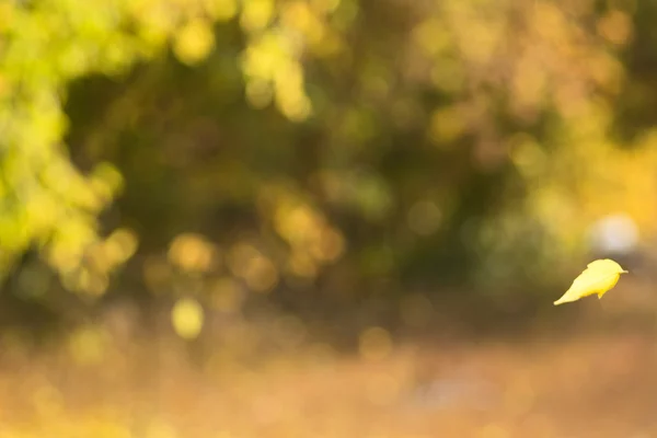 Gele Herfstblad vallen — Stockfoto