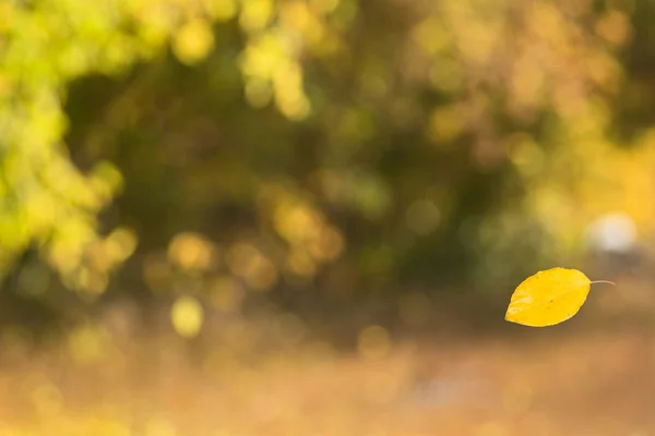 Falling yellow aspen leaf — Stock Photo, Image